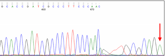 Terminal A peak in Sanger sequencing chromatogram for PCR product