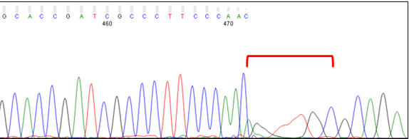 Distortion at end of Sanger sequencing chromatogram for PCR product