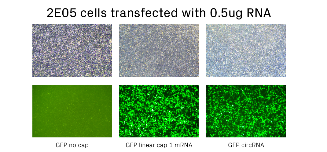 Expression of GFP-encoding RNA in HEK293T cells 48h after transfection